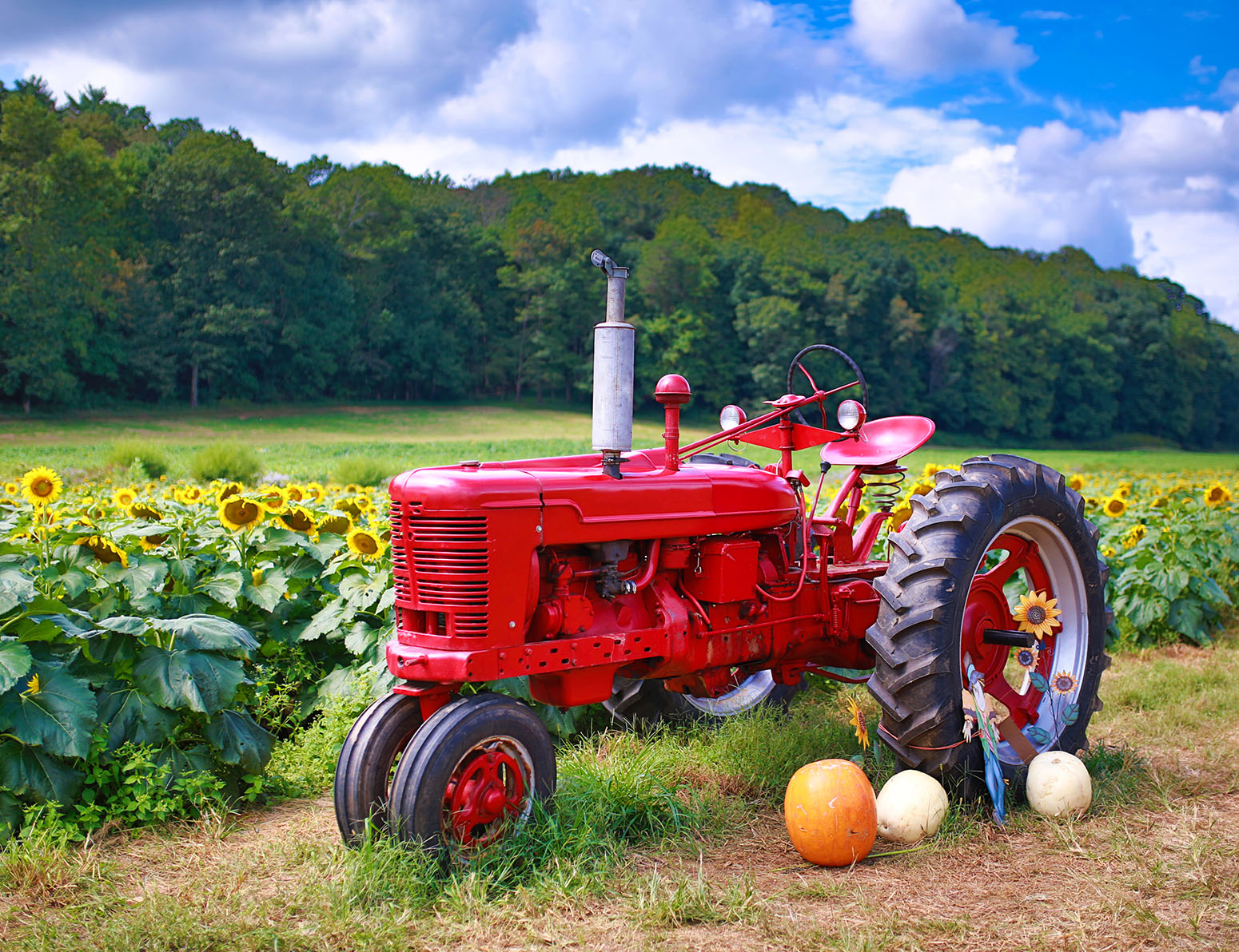 tractor-and-sunflowers